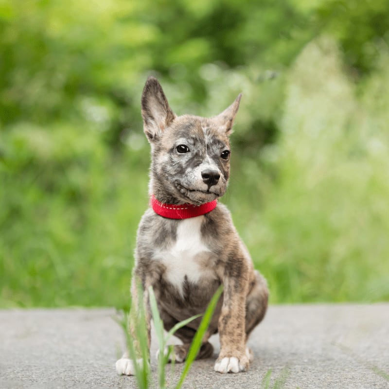 A brindle puppy with a red collar sits on a concrete path in the foreground, with a blurred green grassy background.