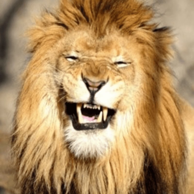 A lion with its mouth open in a roar is in the foreground, with a blurred, earthy background.