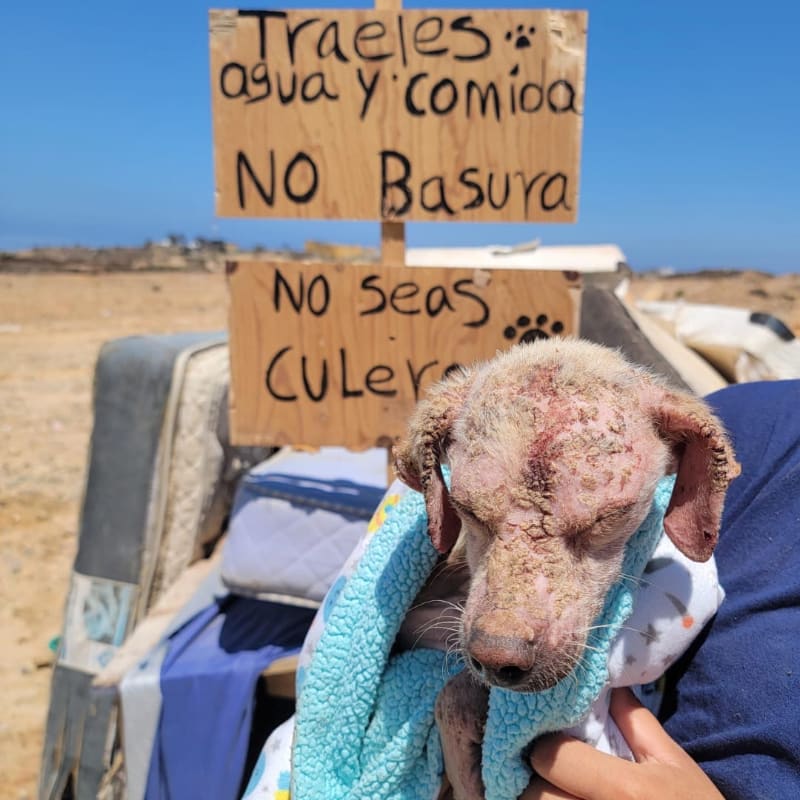 A sick, hairless dog wrapped in a blue towel is held in front of a wooden sign in a barren, outdoor setting.