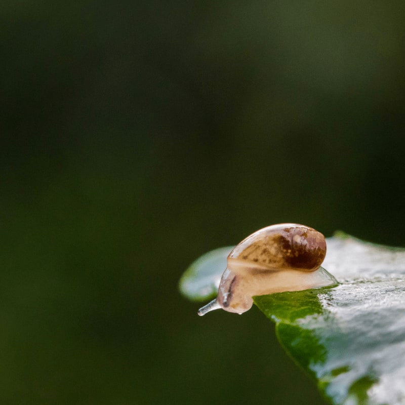 green snail on green leaf