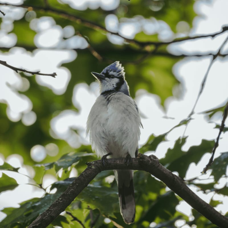 A bird sitting on a branch in a tree