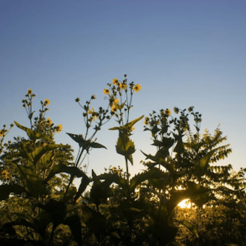 Silhouetted yellow wildflowers bloom against a clear blue sky with the sun peeking through the foliage in the background.