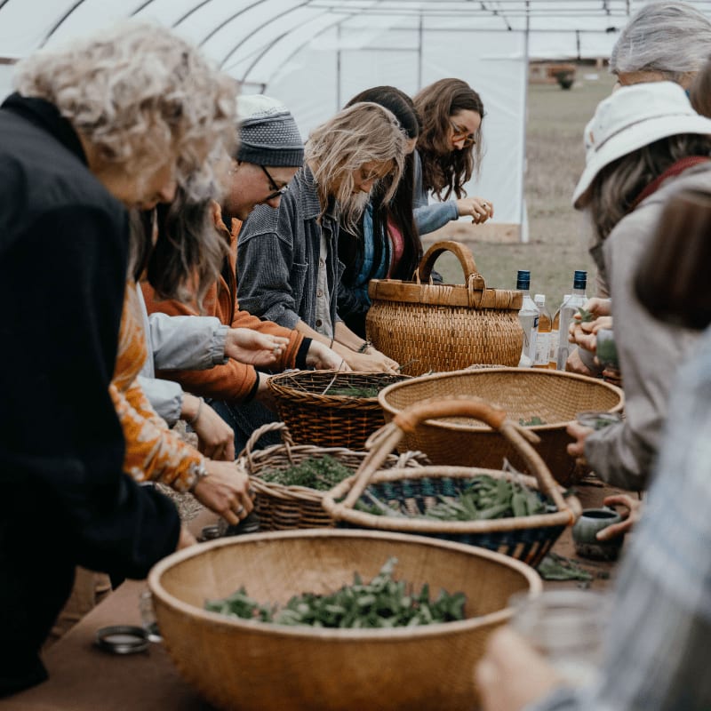 In the foreground, people gather around baskets filled with fresh greens, while in the background, a greenhouse provides shelter.