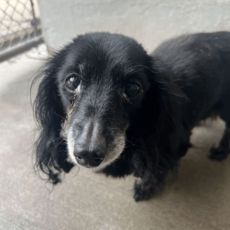 A close-up of a black, long-haired dachshund with a graying muzzle stands on a concrete floor with a blurred, light-colored background.