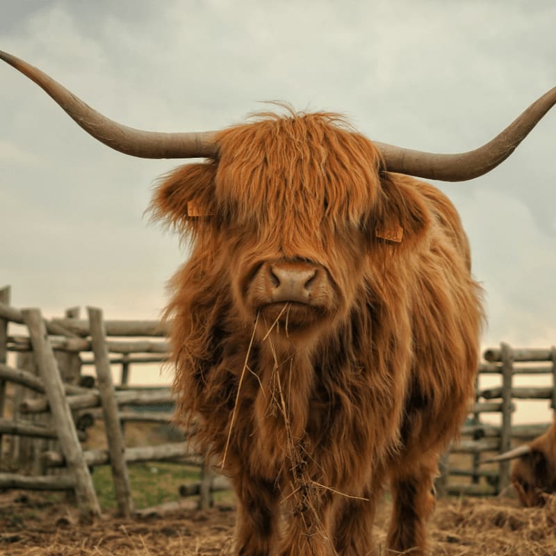 two brown yaks standing on ground