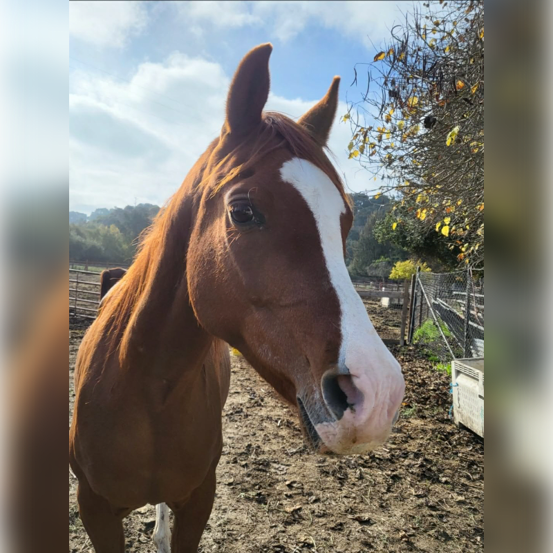 A chestnut horse with a white blaze stands in a dusty paddock, with trees and a fence visible in the background under a cloudy sky.
