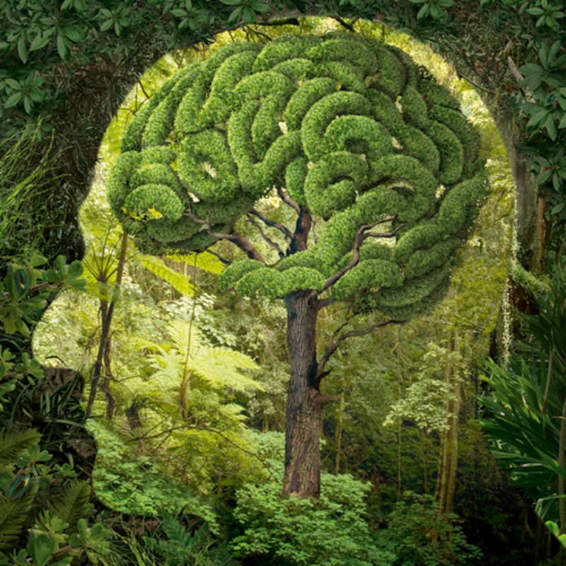 A tree shaped like a human brain, with lush green foliage, stands within a silhouette of a head, surrounded by a dense, vibrant forest.