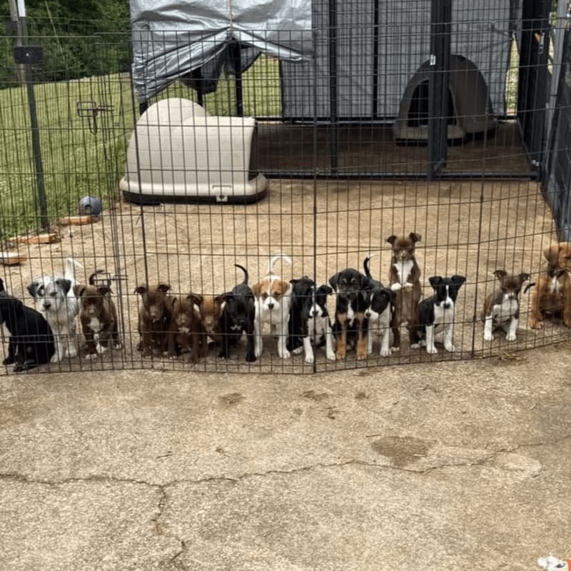 A line of puppies stands behind a fence in the foreground, with a large dog kennel and grassy area in the background.