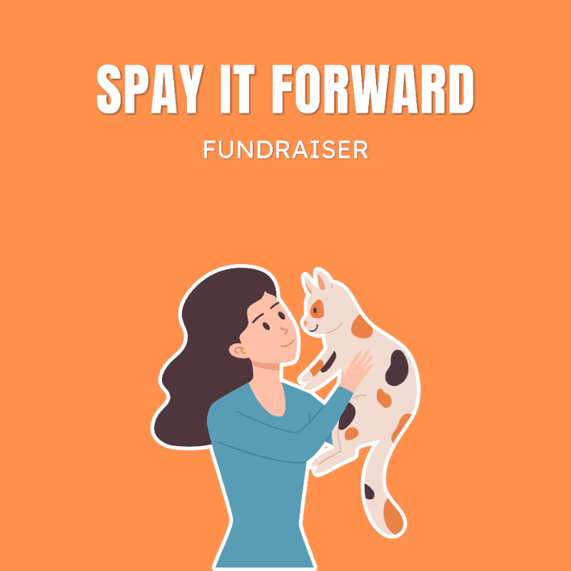 A woman in a blue shirt holds a calico cat against an orange background with the words "SPAY IT FORWARD FUNDRAISER" at the top.
