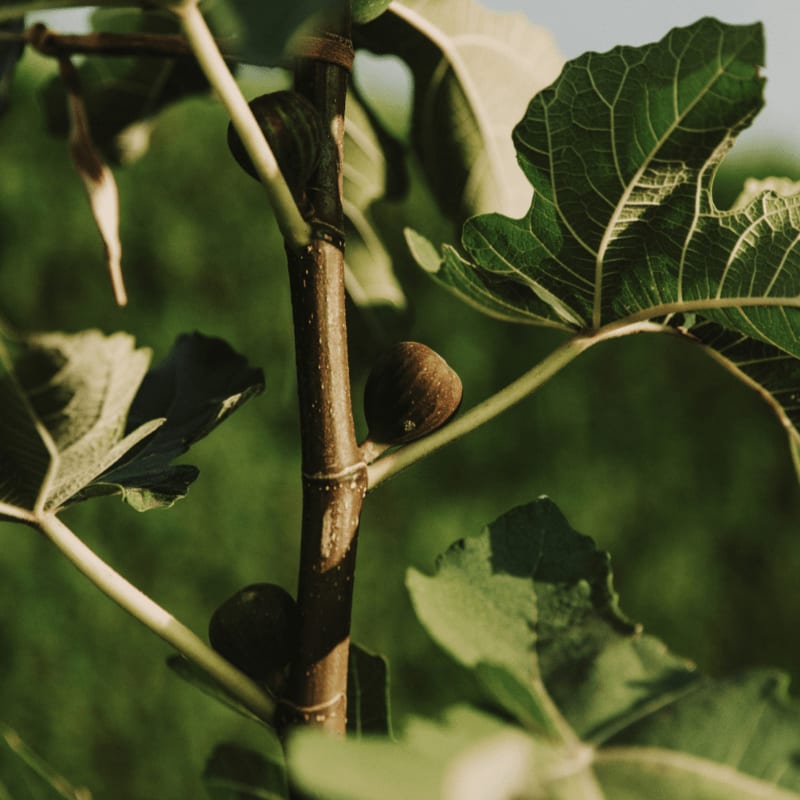 brown round fruit on green tree during daytime