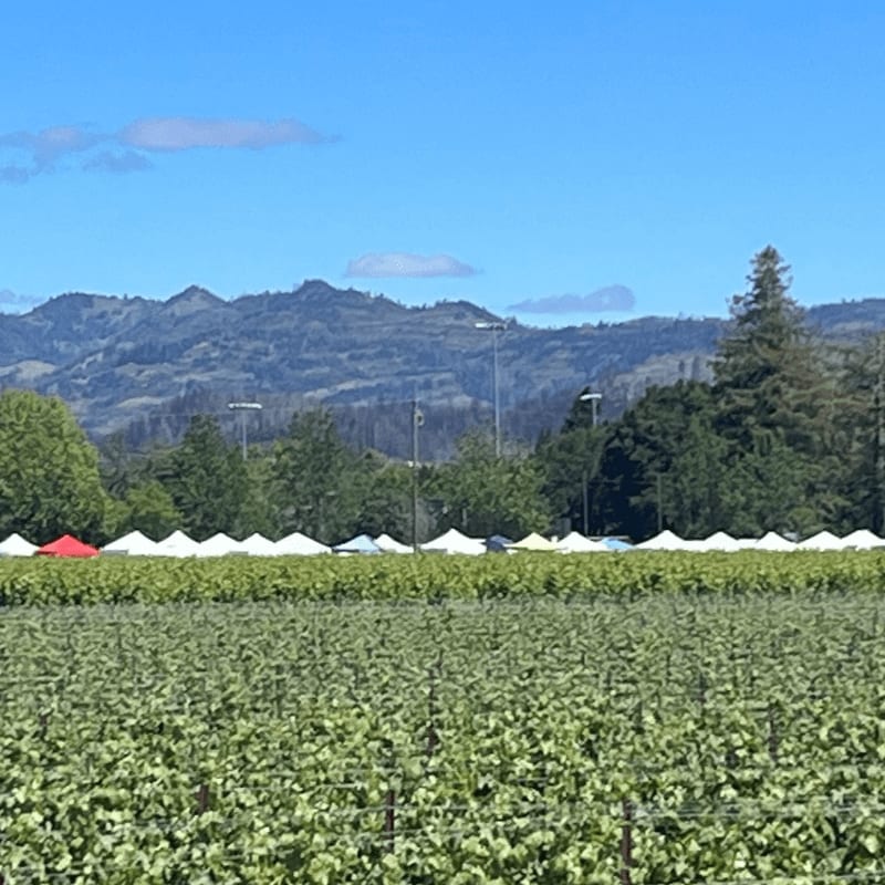 A lush green field of crops fills the foreground, with a row of white tents and distant, hazy mountains under a clear blue sky in the background.