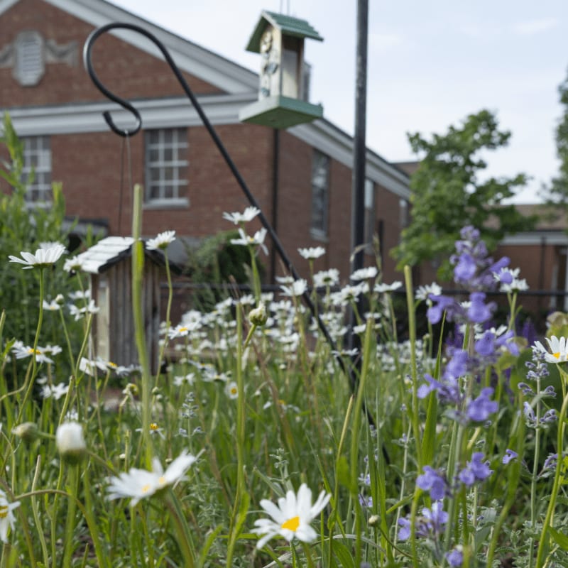 A bird feeder hangs above a field of daisies and purple wildflowers in front of a brick building.