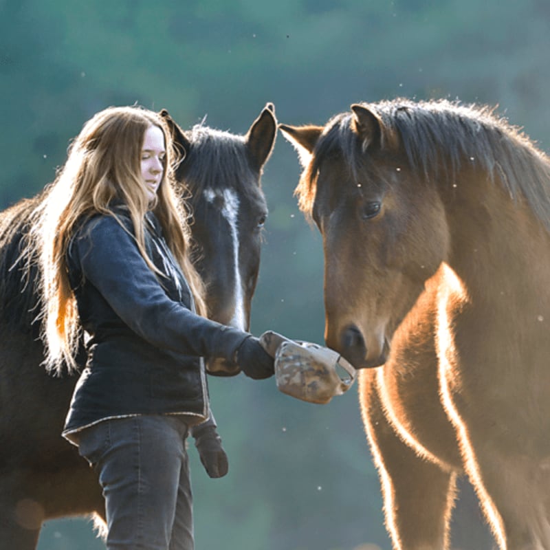A young woman with long blonde hair offers food to two horses in a sunlit field with a blurred green background.