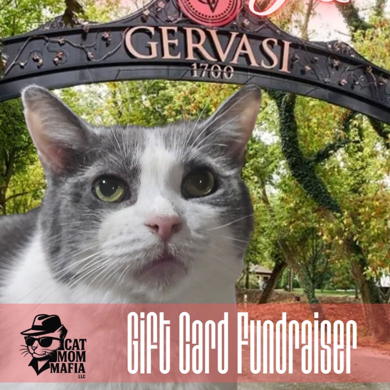 A close-up of a gray and white cat's face is in the foreground, with a blurred background of trees and an archway bearing the name "GERVASI 1700."