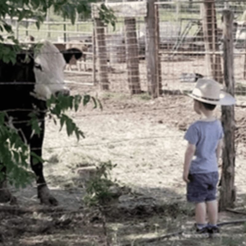 A young boy in a straw hat stands in the foreground looking at a cow partially obscured by foliage, while a fenced enclosure with other animals is visible in the background.