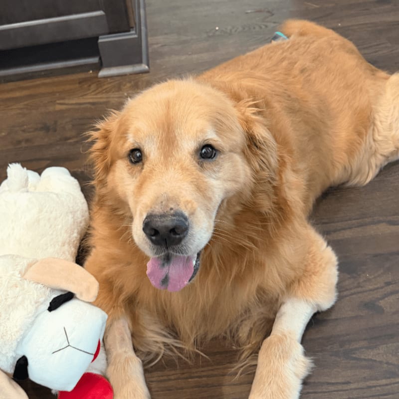 A golden retriever lies on a wooden floor next to a stuffed lamb, with kitchen cabinets visible in the background.