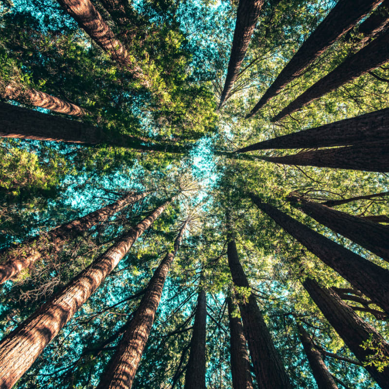 low angle photography of trees at daytime