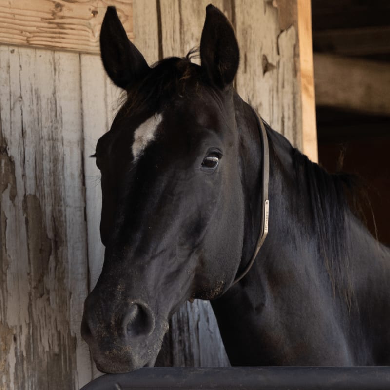 A black horse with a white blaze on its forehead stands in a rustic wooden stable.