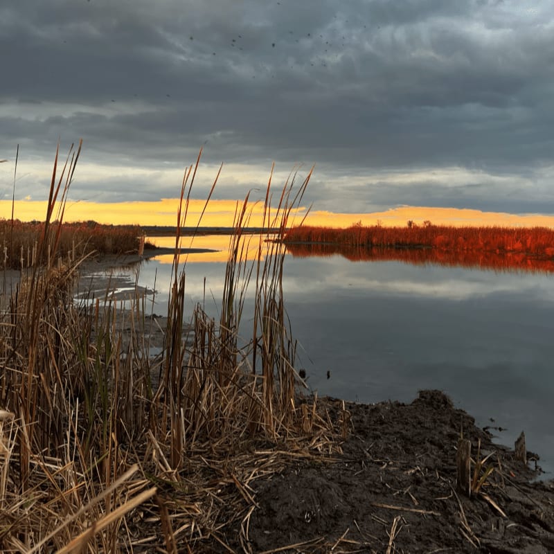 Tall, dry reeds in the foreground frame a calm body of water reflecting a vibrant orange sunset under a dramatic, cloudy sky.