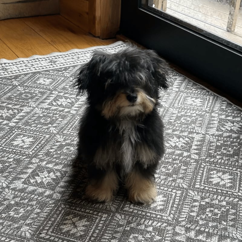 A fluffy black and tan puppy sits on a patterned rug in front of a wooden floor and a large window.