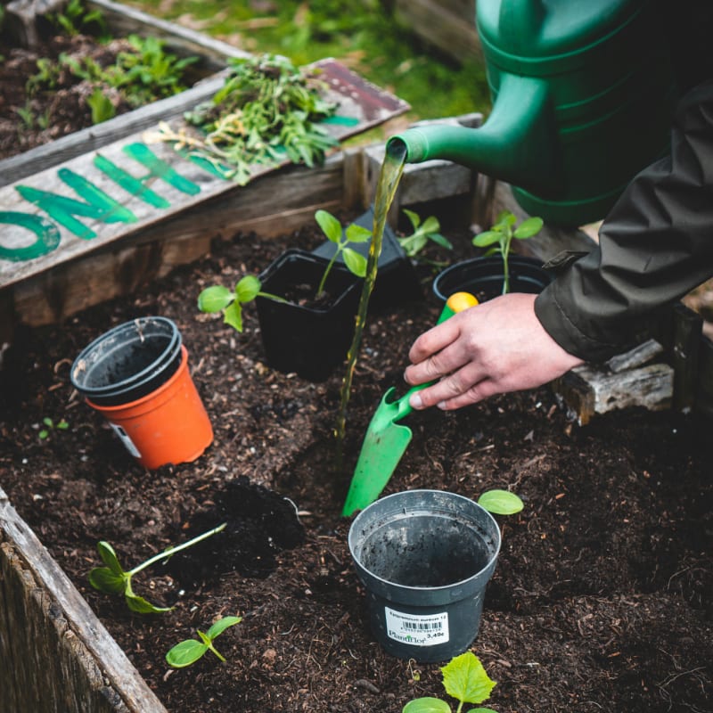 person planting seedlings in raised bed