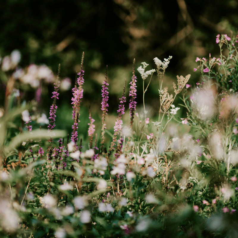 shallow focus photography of white flowers