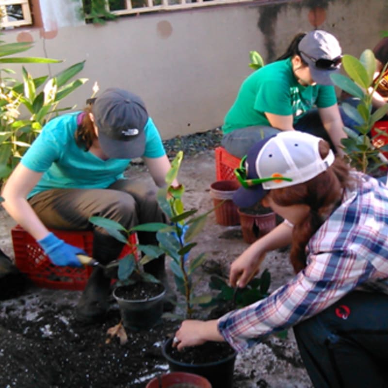 Three people in hats and casual clothing are planting small trees in pots in the foreground, with a concrete wall and lush green plants in the background.