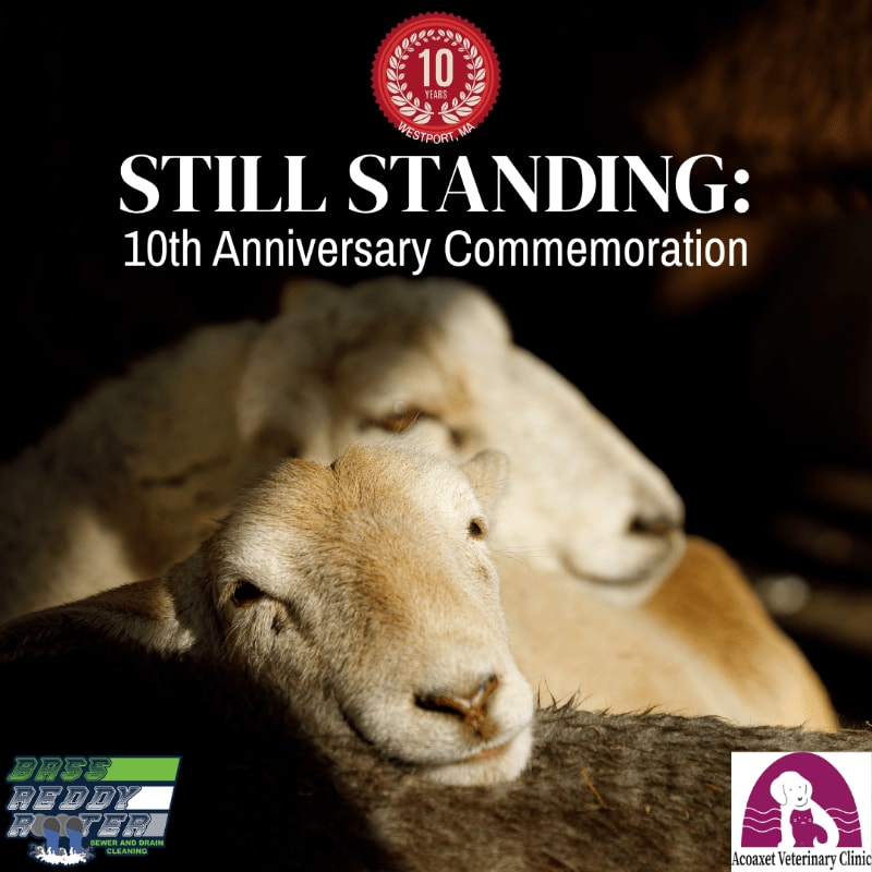 A close-up of sheep in the foreground is set against a dark background with text announcing a 10th-anniversary commemoration.