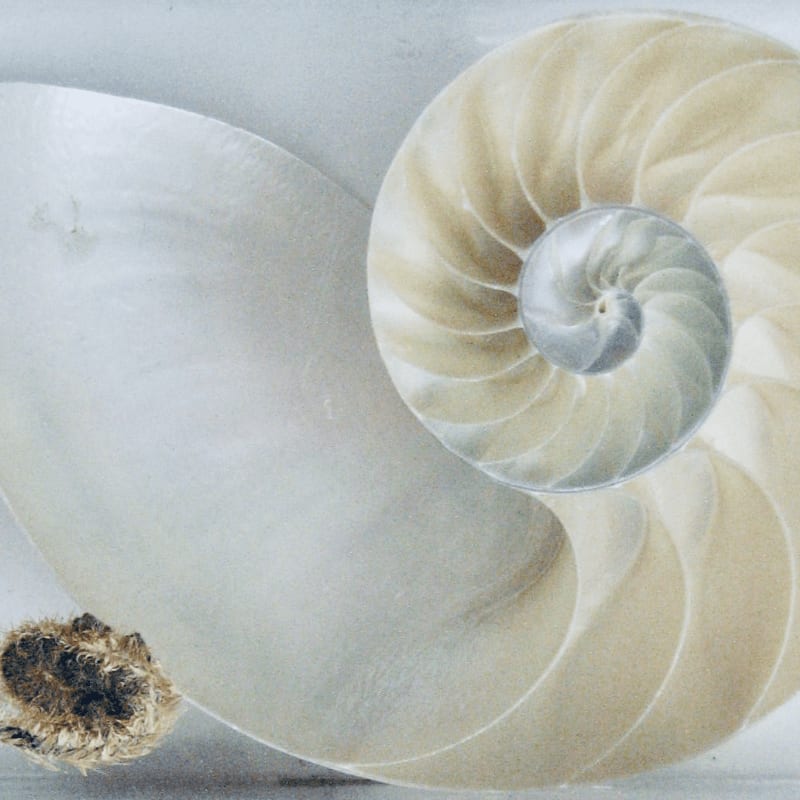 A cross-section of a nautilus shell with its spiraling chambers and a small, textured object in the foreground rests against a pale, textured background.