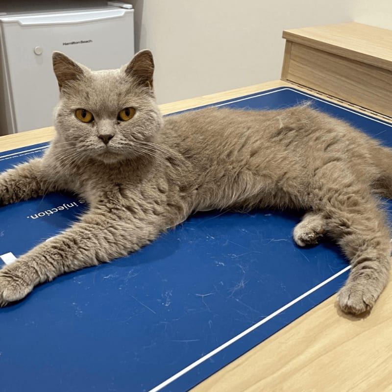 A fluffy gray cat with amber eyes lies on a blue mat on a wooden table, with a white refrigerator in the background.