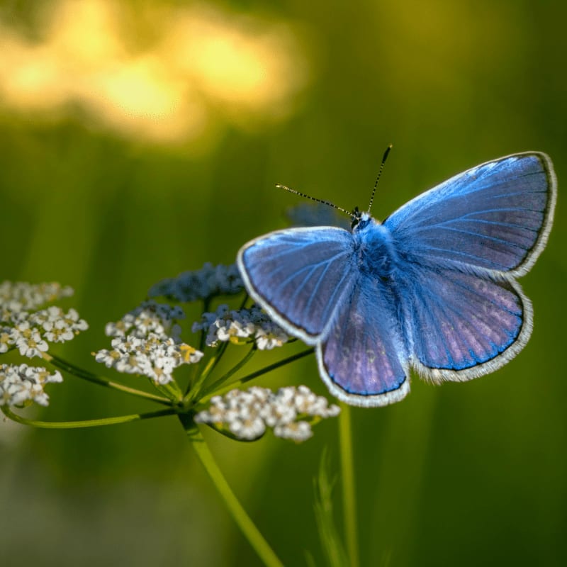 blue and white butterfly perched on white flower in close up photography during daytime
