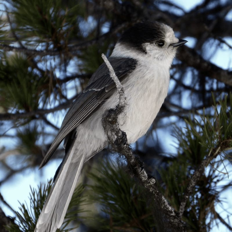 A gray jay perches on a pine branch against a blurred blue sky.