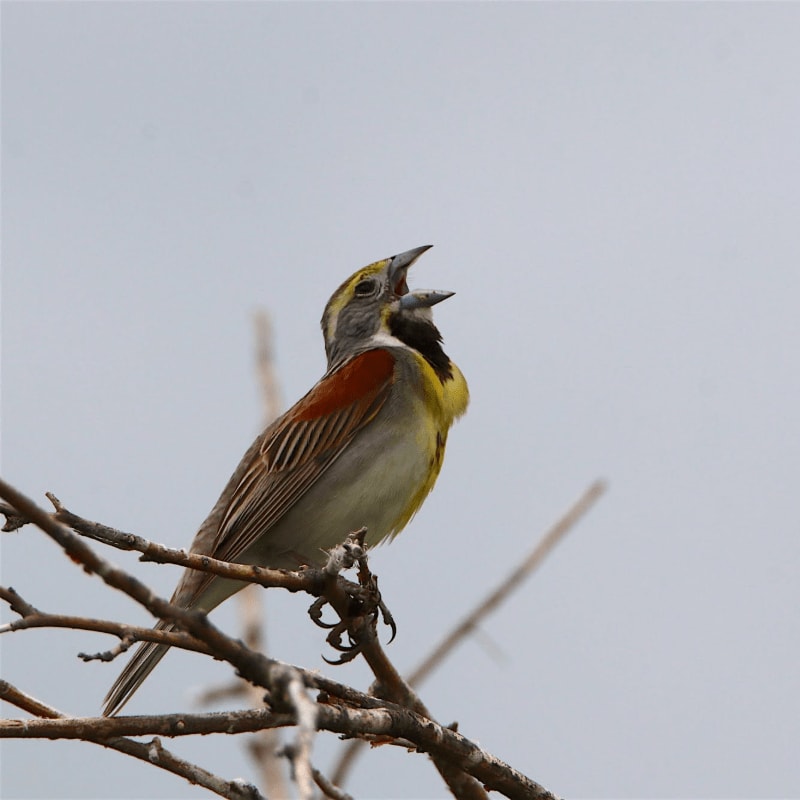 A colorful bird with its beak open is perched on a bare branch against a pale sky.