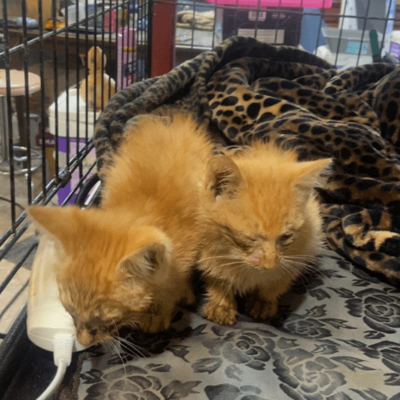 Two fluffy orange kittens huddle together on a patterned blanket inside a cage, with a charging cable visible in the foreground and a blurry background of shelves and bottles.