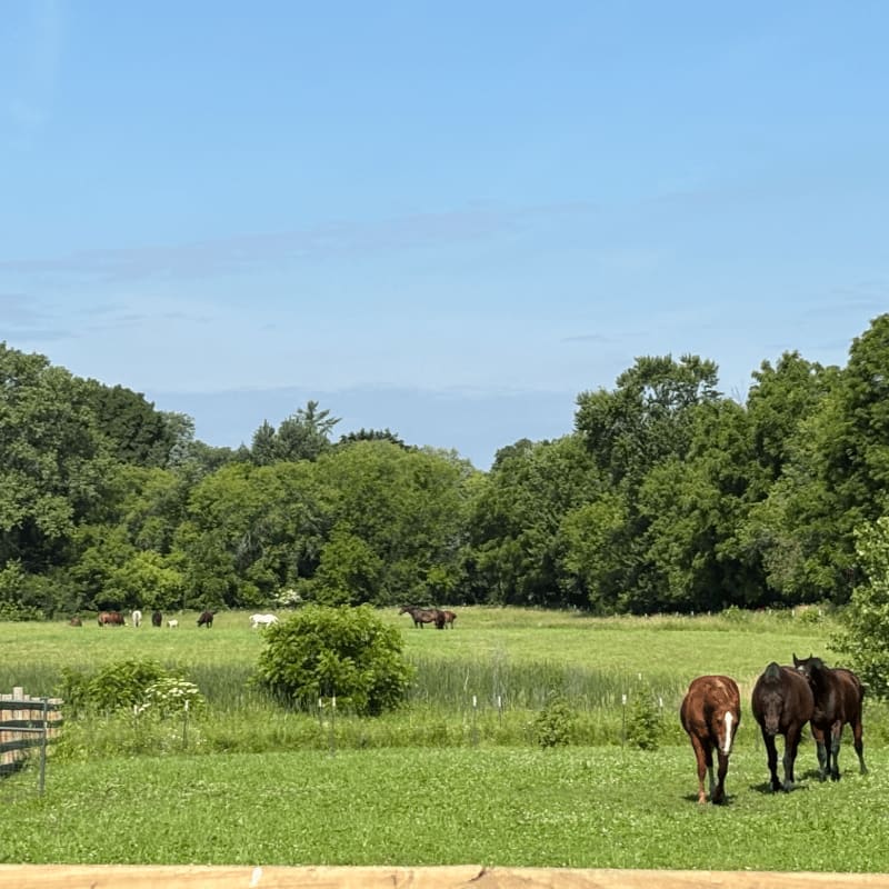 Three horses graze in a lush green field in the foreground, with a dense forest and a clear blue sky forming the background.