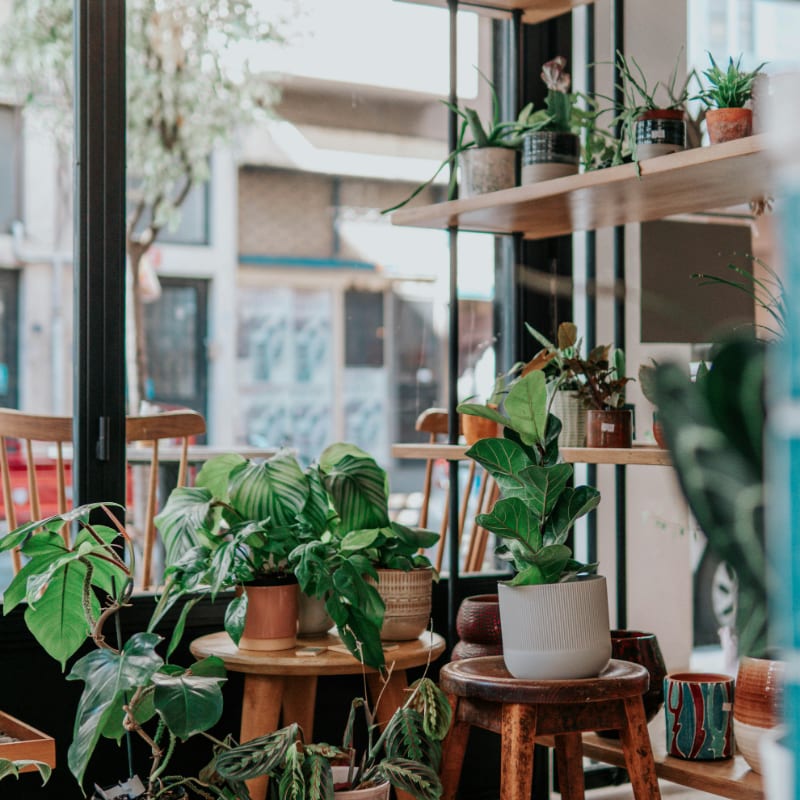 green potted plants on brown wooden seat