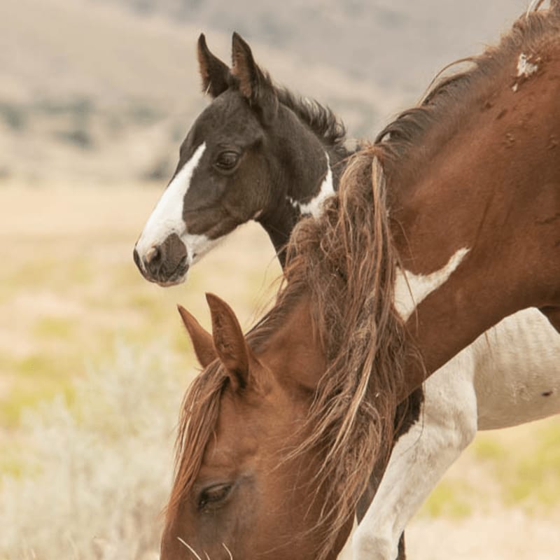A brown horse grazes in the foreground with a black foal standing behind it against a blurred, dry, grassy landscape.