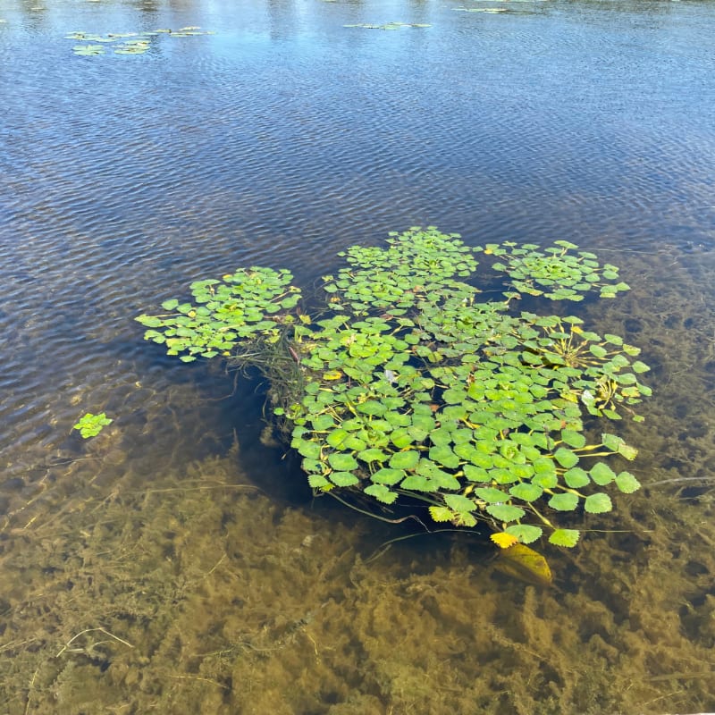 A cluster of bright green water plants floats on the surface of a calm, clear lake, with submerged vegetation visible beneath.