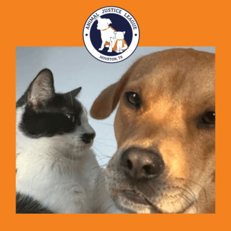 A black and white cat and a brown dog are featured in the foreground, with the Animal Justice League logo visible in the background.