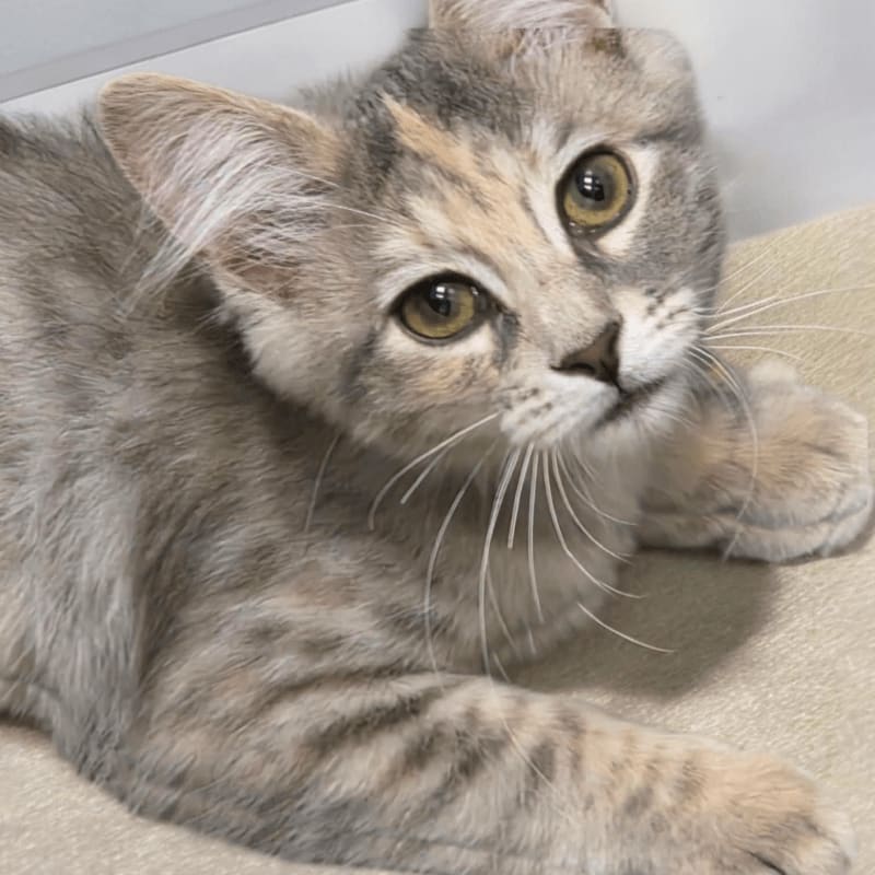 A fluffy grey and tan kitten with large, expressive eyes rests on a light-colored surface, with a blurred white background behind it.