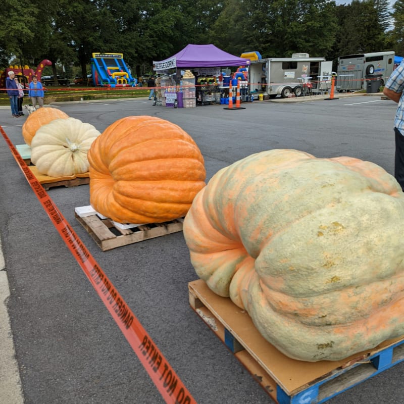 a man standing next to a cart full of pumpkins