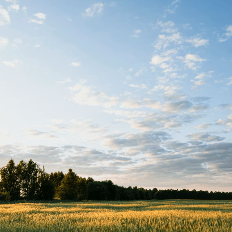 green grass field under blue sky during daytime
