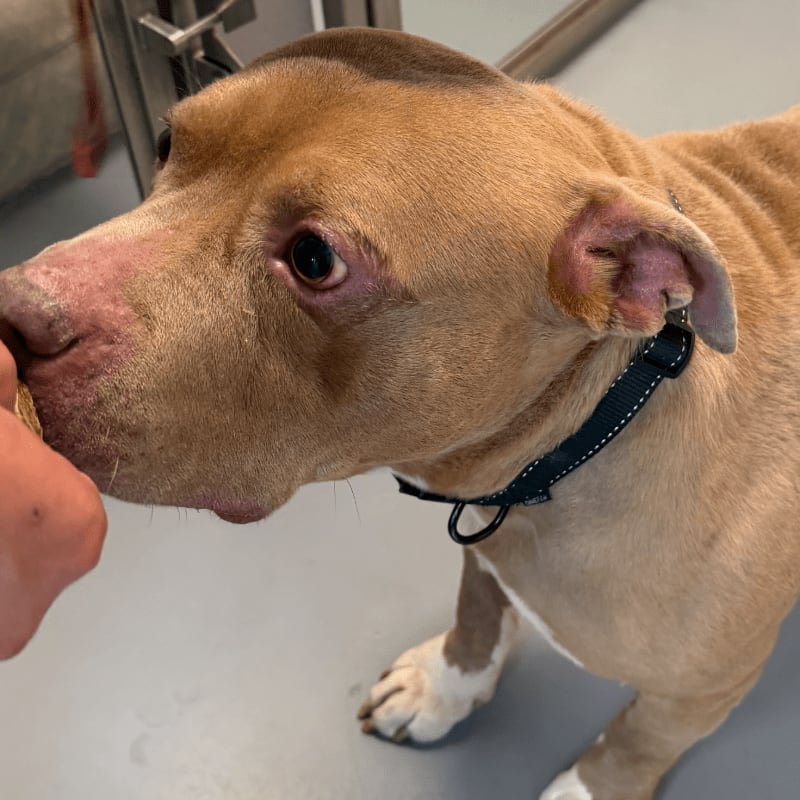 A tan pit bull with a dark collar reaches for a treat held by a hand in the foreground, while a sterile, metallic background is visible behind it.