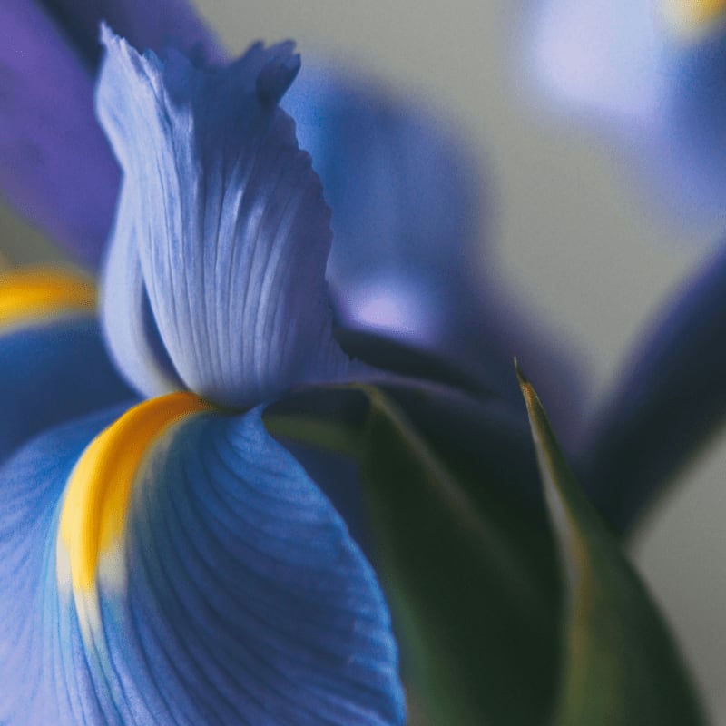 A close-up of a blue iris with a yellow center is set against a soft, blurred gray background.