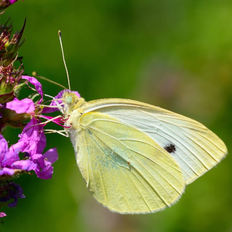 A pale yellow butterfly with black spots rests on a cluster of purple flowers, set against a soft green background.