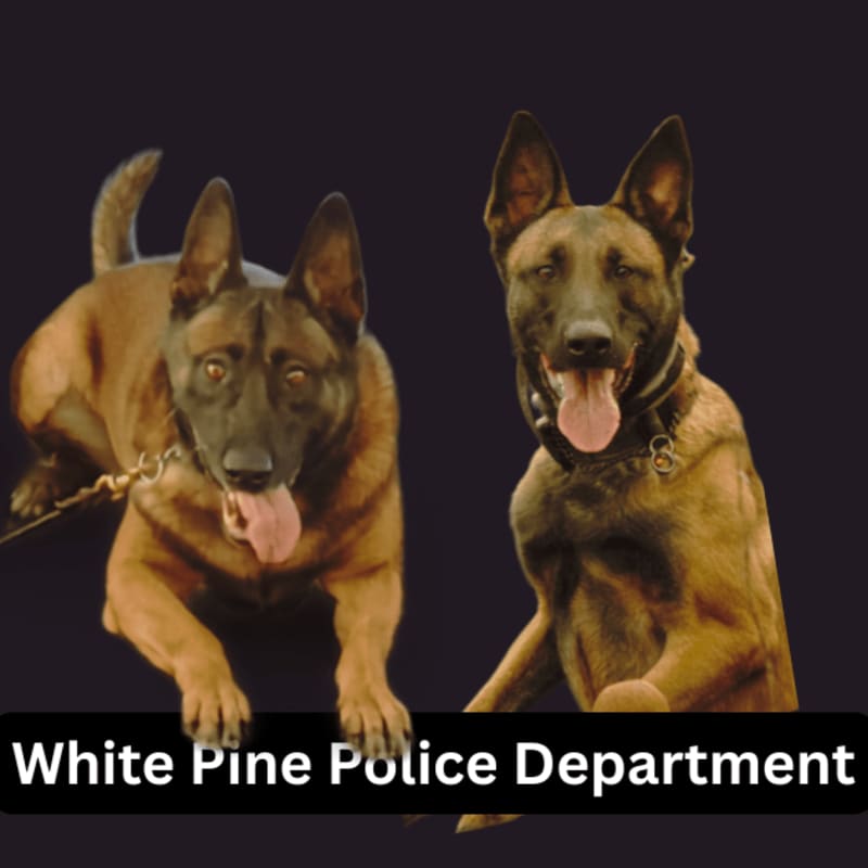 Two Belgian Malinois dogs, one lying down and the other standing, are featured against a dark background with "White Pine Police Department" text at the bottom.