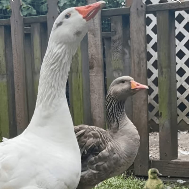 A large white goose stands in the foreground next to a smaller gray goose and a tiny yellow gosling, with a weathered wooden fence and lattice in the background.