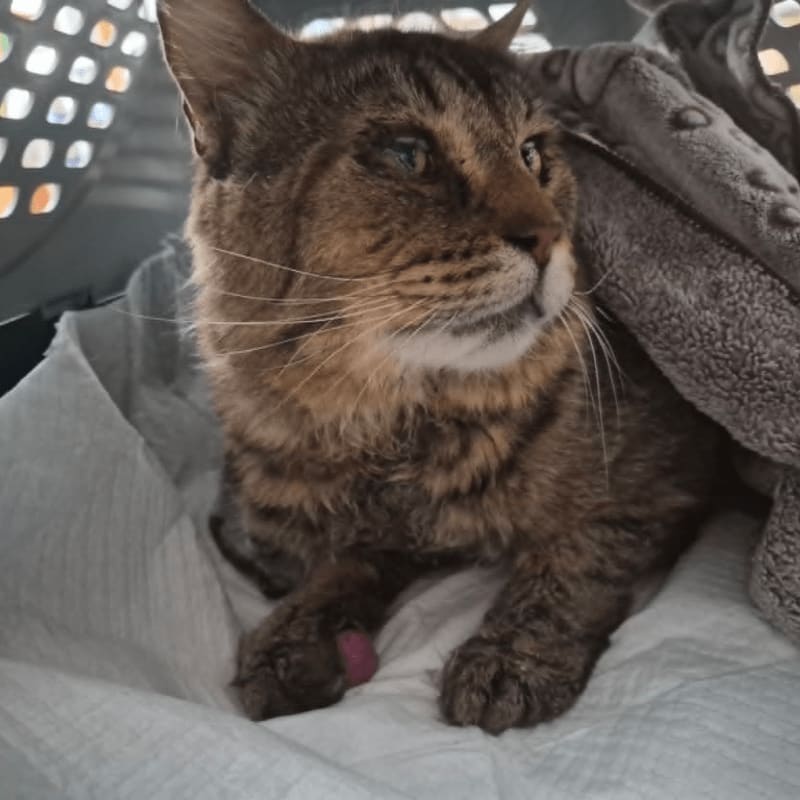 A tabby cat with a pink bandage on its paw rests in a carrier covered by a blanket.