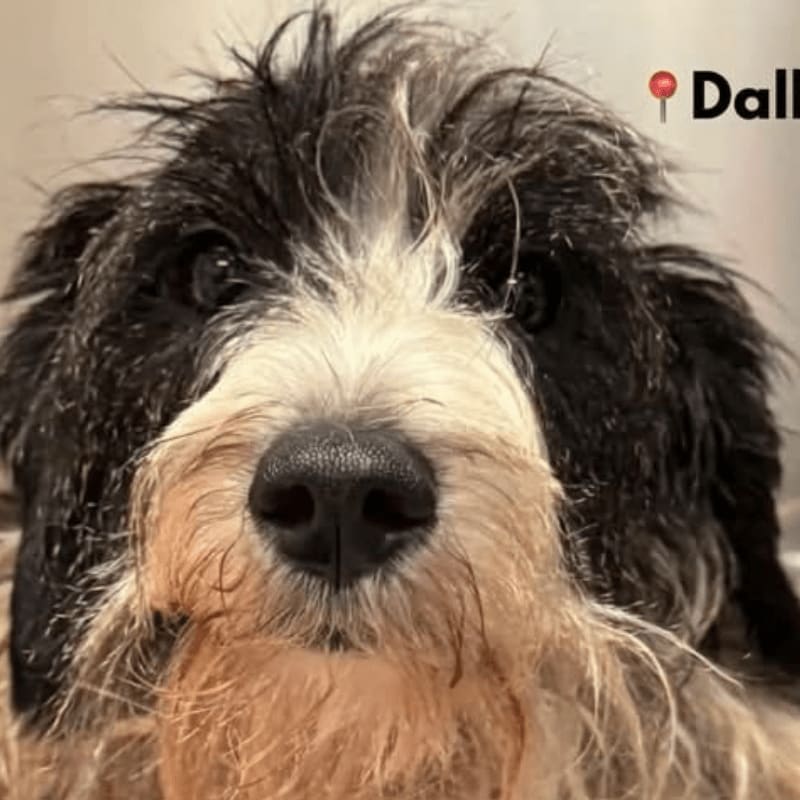 A shaggy, black and white dog with a wet nose fills the foreground, while a blurred background shows a red location pin and the word "Dallas."