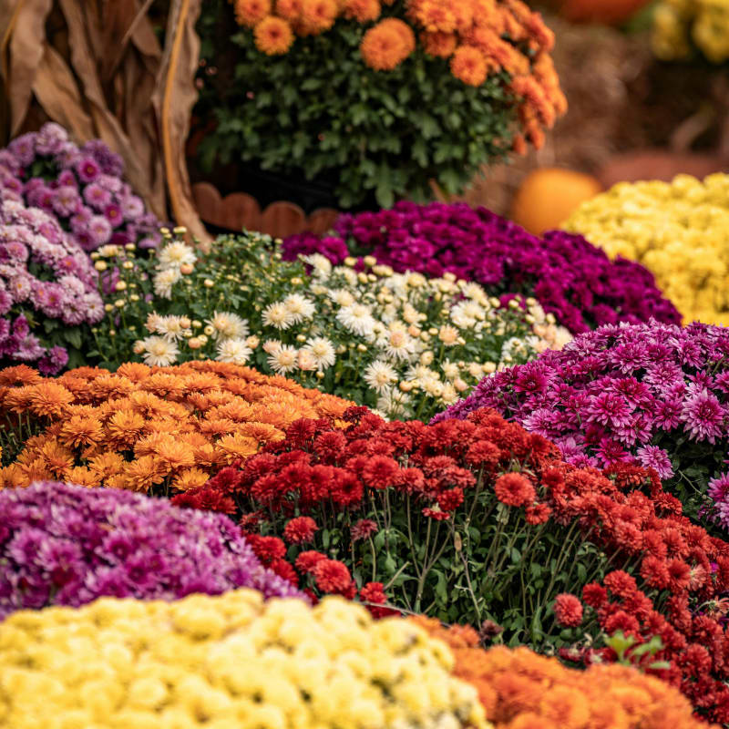 A vibrant display of colorful mums in shades of yellow, purple, red, and orange fills the foreground, with a blurred background of more mums and pumpkins.